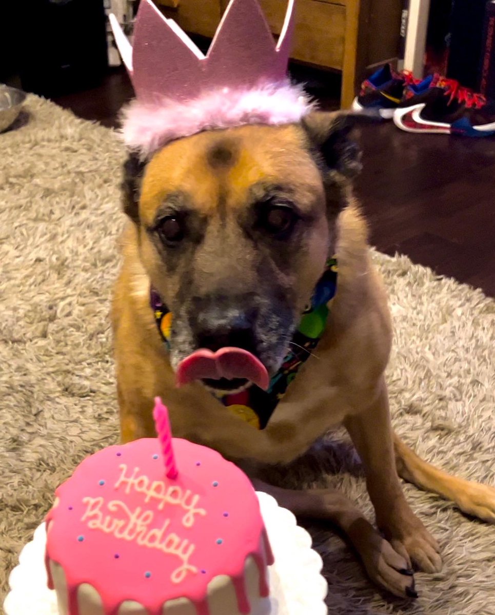 Bryan_Kluger's tweet photo. Birthday Bug-Dog. #bugdogfriday #bugdog https://t.co/YlSDGDFsuu