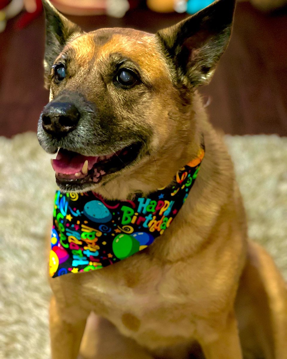 Bryan_Kluger's tweet photo. Birthday Bug-Dog. #bugdogfriday #bugdog https://t.co/YlSDGDFsuu