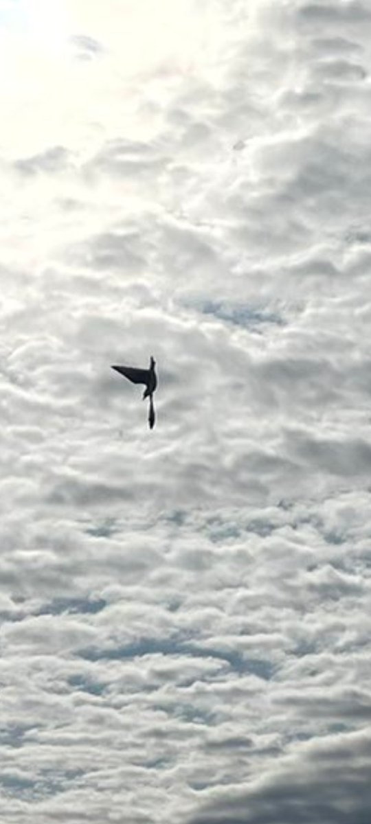 Bullish_Hydra's tweet photo. @2021audir8 Yooo the bird got dinner for him and his girl how sweet. Also very sick picture https://t.co/dTMILvBbii