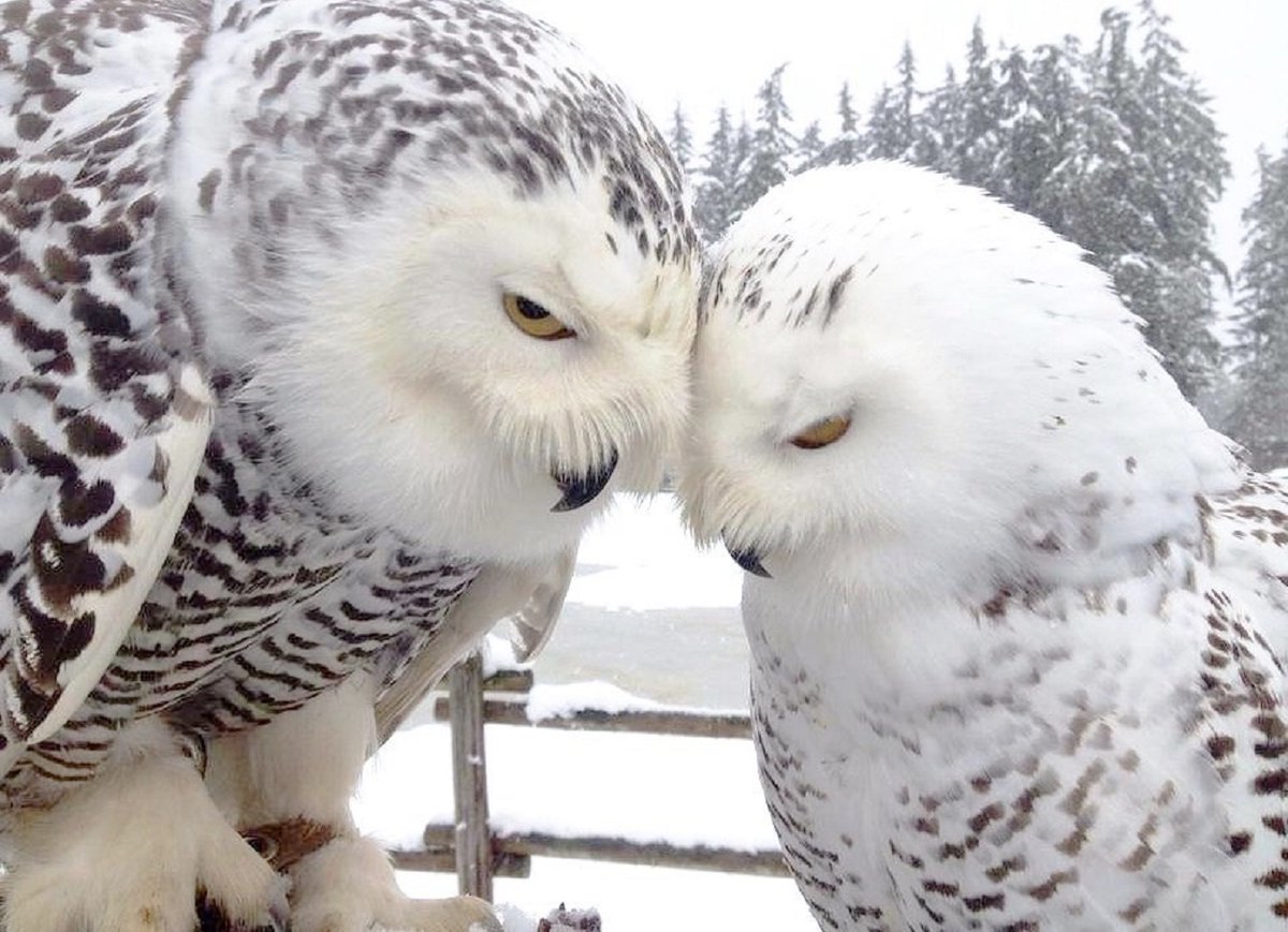 Полярные совы 🦉💞🦉