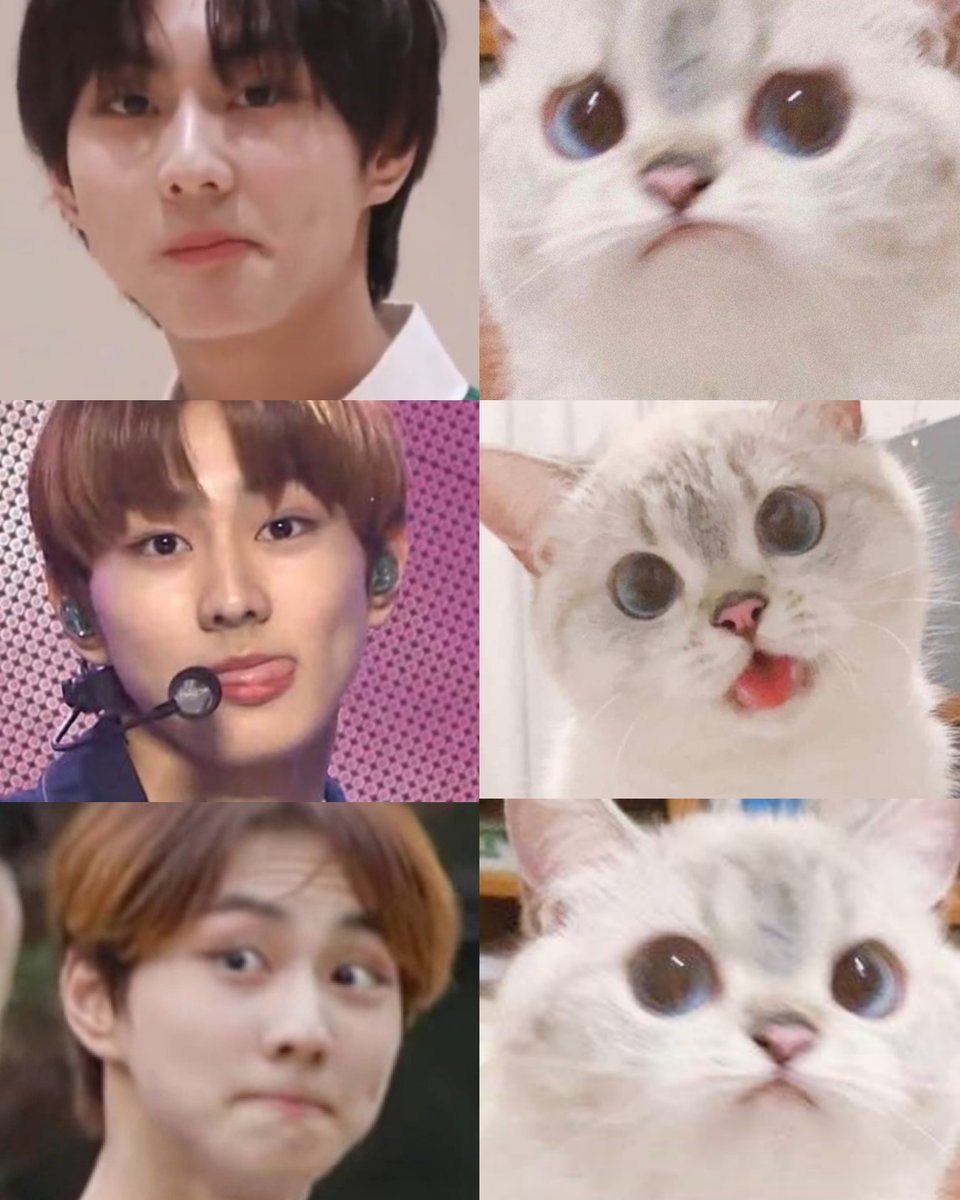jungwon the expressive cat