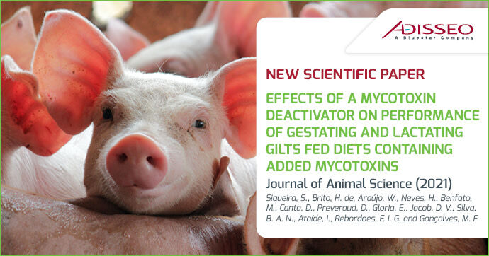 Adisseo's tweet image. A recent #study published in the Journal of Animal Science examined the effect of a mixture of mycotoxins (DON, ZEA and FBs) on the gestational and lactational performance of gilts💪bit.ly/3HJwiIi
#MycotoxinManagement #IsnotaBettingGame #UnikePlus #Swine #ScientificPaper