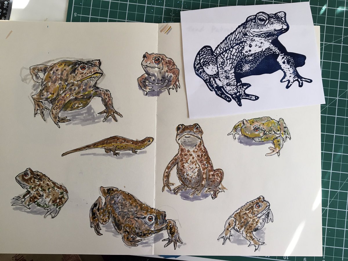 bluewoodmouse's tweet photo. A page from my sketchbook. So far my fellow patrollers and I have saved 419 toads on our toad patrol. Long nights and miles of walking but worth it! #froglife #toads #toadsontheroads #toadsoftwitter #illustration #sketchbook https://t.co/DORhfYz0dR
