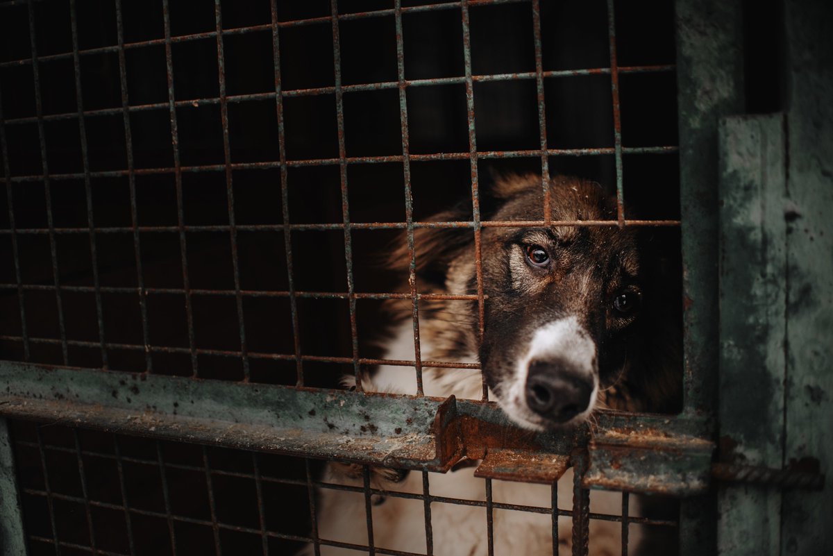 Disaster relief in #Ukraine  - here’s how you can support those affected, including veterinary teams and animals.