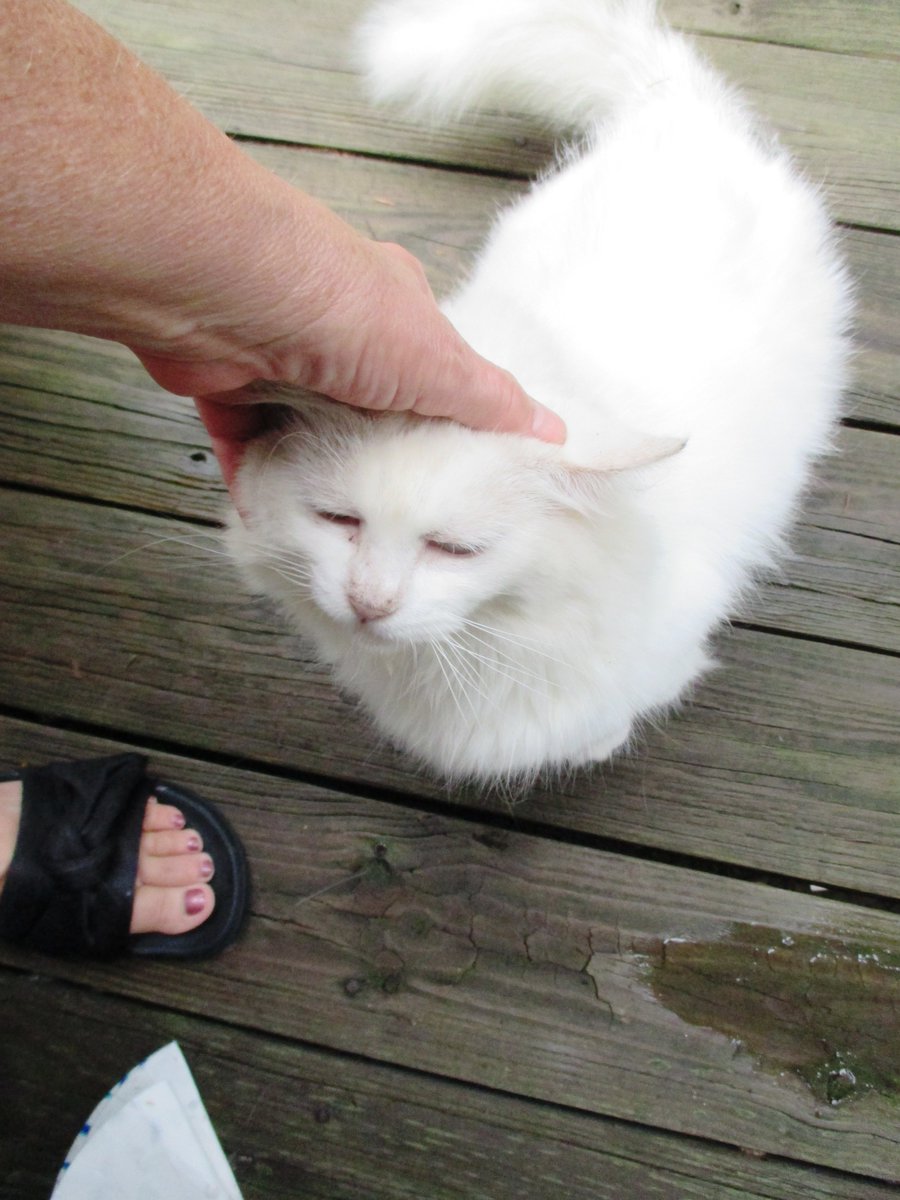 #FloofyFriday  #GhostCat