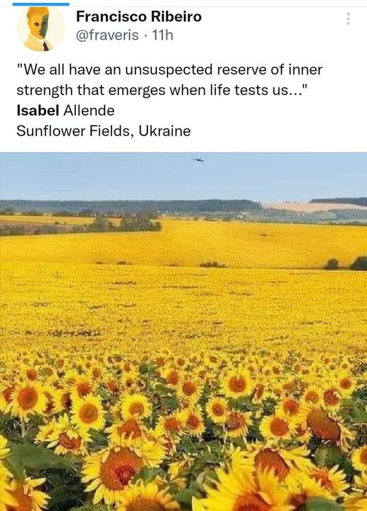 Sunflowers smiling in Ukraine