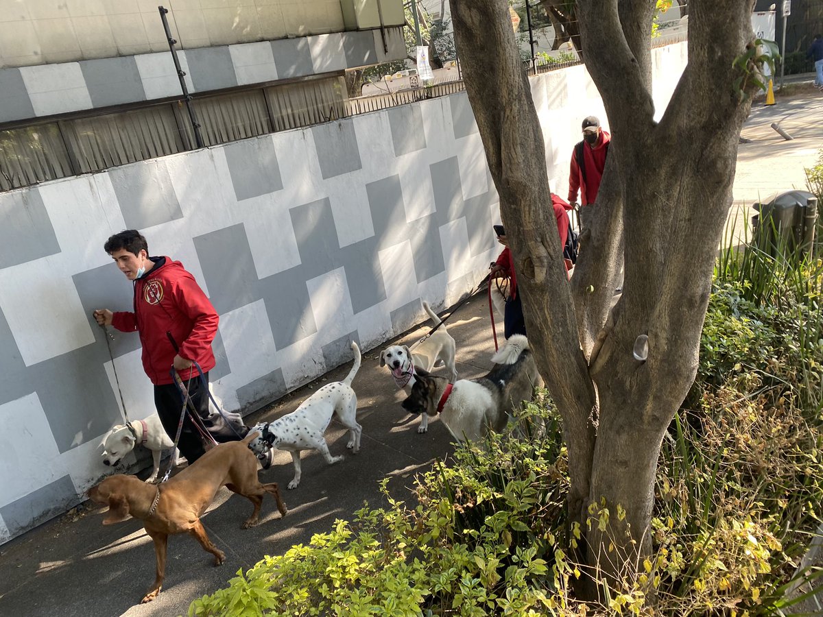 Lamelgarejo's tweet photo. @MexLibre_MH #delegacionmiguelhidalgo #cuidadoresdeperros  @zonapolanco @lavozdepolanco @denuncia #cuidadoresdeperros  por favor chequen quien saca a pasear a sus perros, denuncia si los maltratan . Zona Polanco #cuidado . https://t.co/qDj59fVUQp