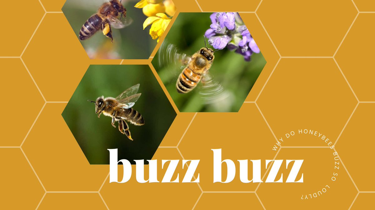 BetatecBees's tweet photo. Do you know why bees buzz loudly? Their buzz is loud because their wings stroke a staggering 11,400 times per min! ⏱

#honeybees #loveebees #beebuzzing #busybees https://t.co/QToTIBlVAZ