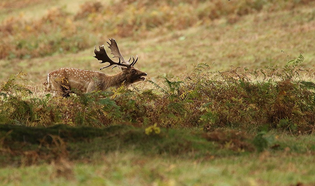 BritishDeerSoc's tweet photo. The weekend is calling!
Fallow buck by Grahame Camm
#fallowdeer #fallowfriday #fallowbuck #deer #deerphotography https://t.co/xWJ7n3aU6x