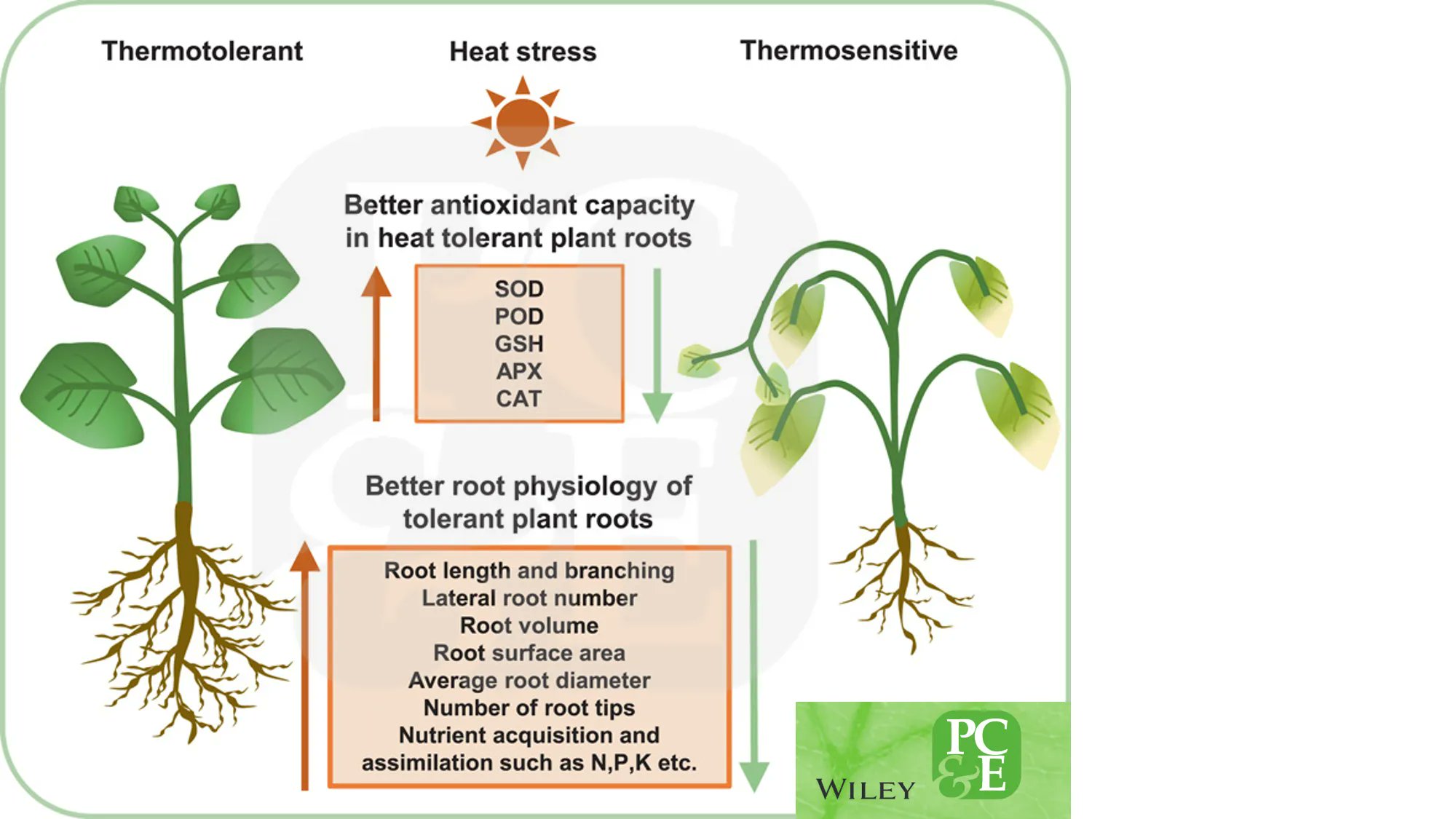 Assimilatory Root
