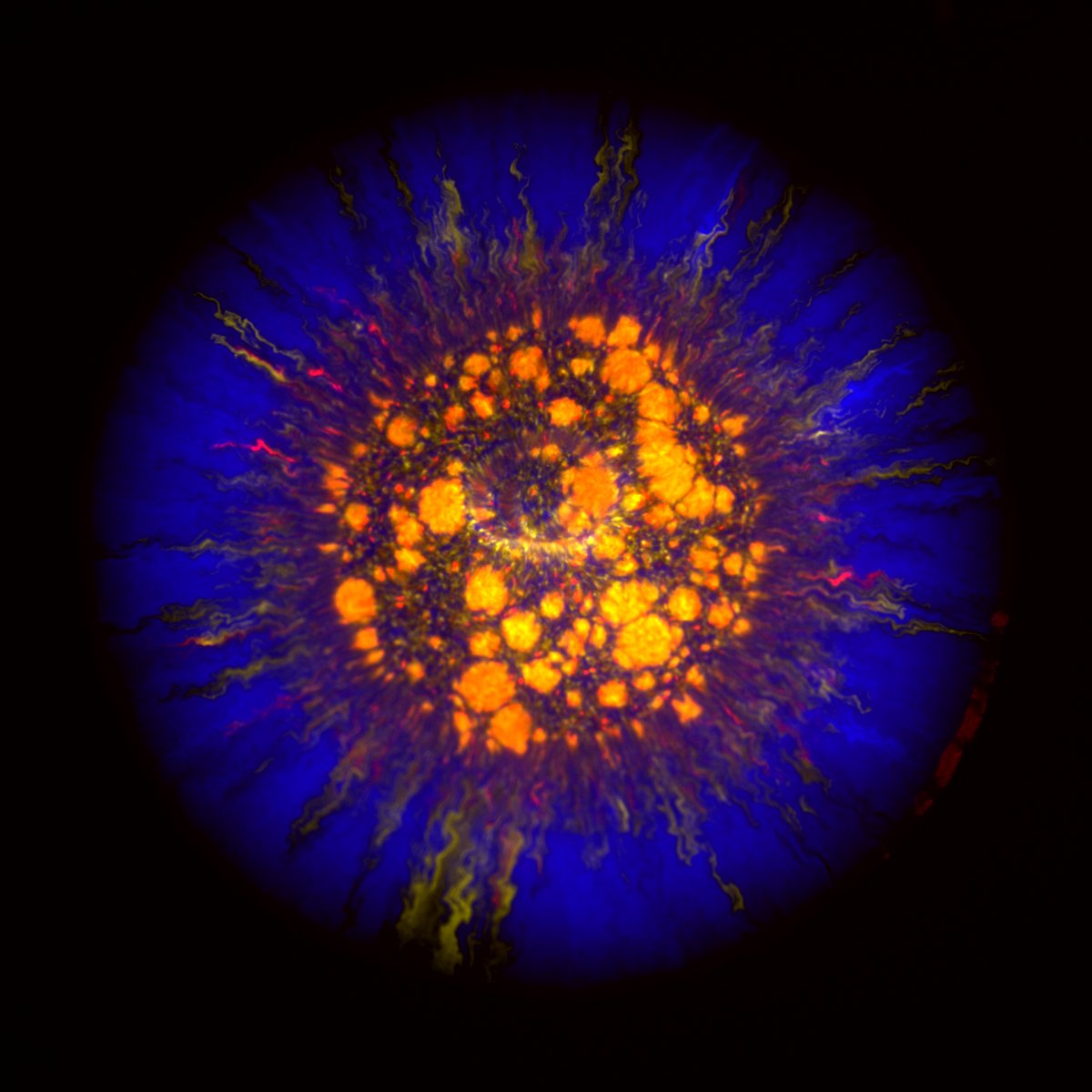 rainbowbacteria's tweet photo. A galaxy-like bacterial range expansion 

#FluorescenceFriday #bacteria #Microscopy https://t.co/4n3c5EaPMY