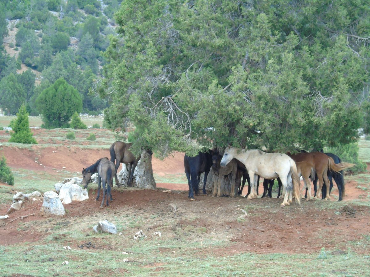 Toplantınızı bölmek istemeyiz ama söylemeden de geçemedik. Çok güzelsiniz.🌲💚🐎

Yılkı atlarını merhamet ve şefkatle konuk eden ardıç ağacı. #OrmanCandır