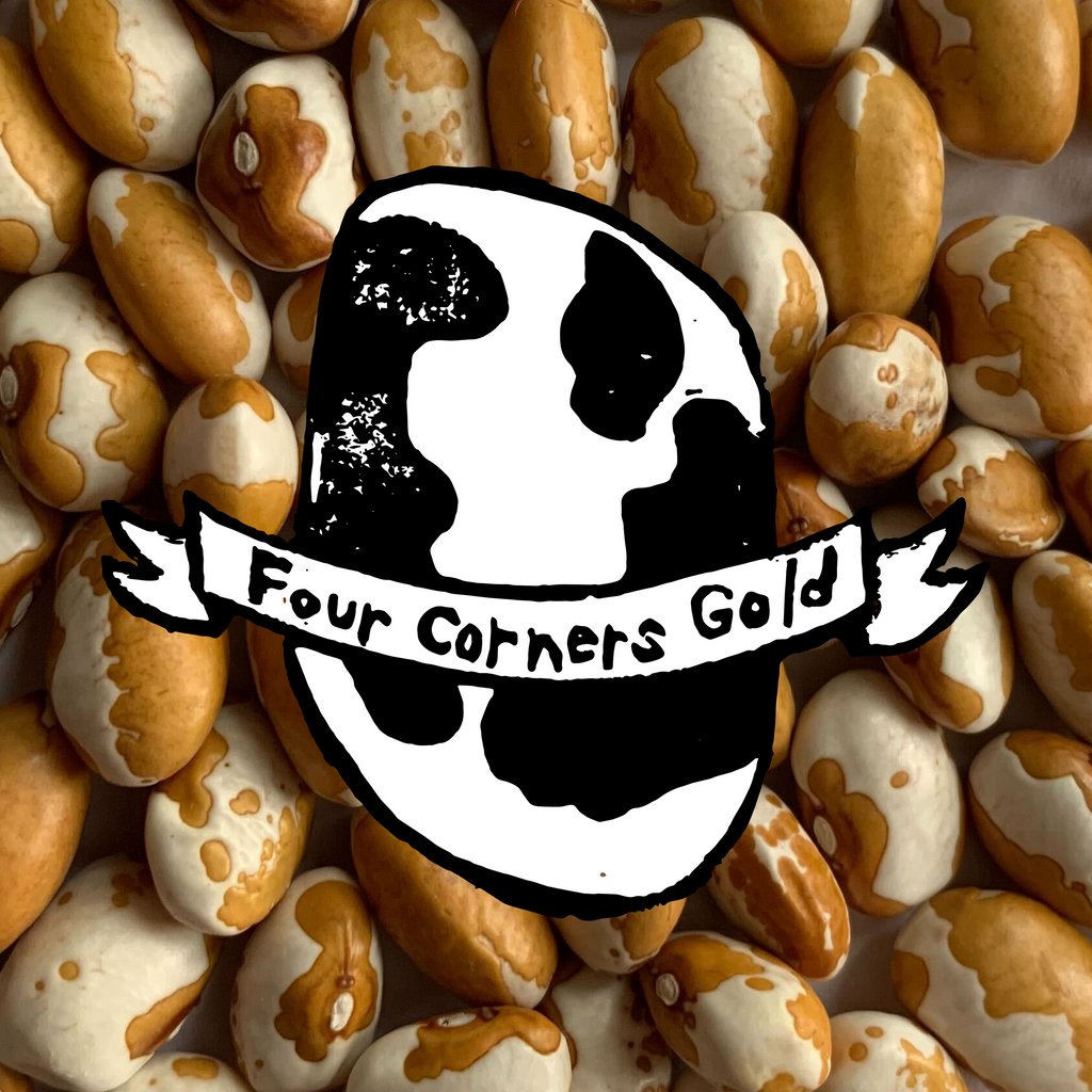 SlowFoodUSA's tweet photo. A Southwest Pueblo variety, Four Corners Gold is also known as Zuni Gold and is a creamy culinary treasure, often described as nutty in flavor when used as a dry bean in cooking, though they are also wonderful as a tender green bean. 

#PlantASeed2022 #LovePulses #SlowBeans https://t.co/vGaRKyengc