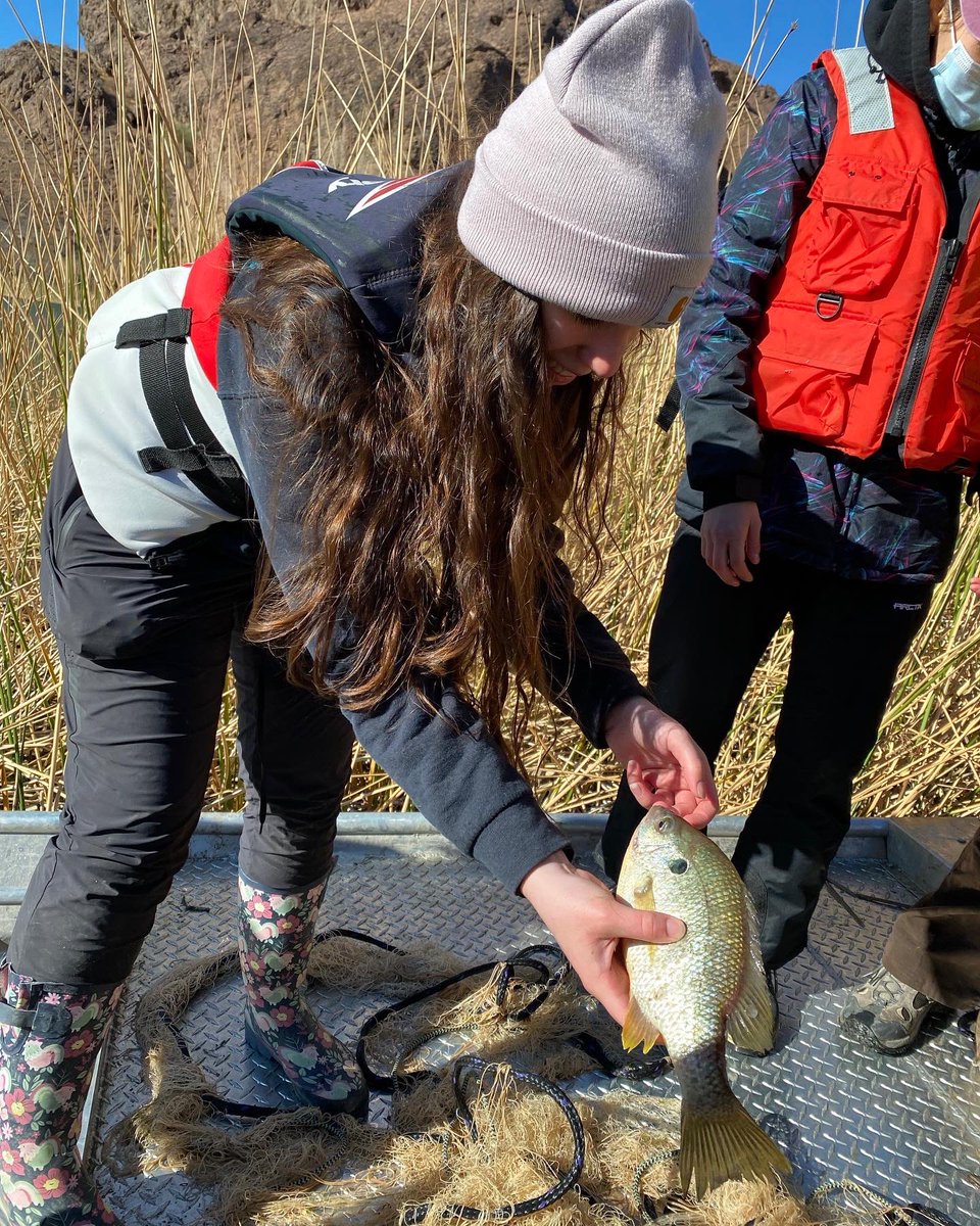 ASUHavasu's tweet photo. Being a #HavasuSunDevil gives you the opportunity to be hands on with your studies! Our Zoology class took a trip to assist US Fish & Wildlife with their fish sampling in Topock Gorge! #ASUHavasu #ASU #Zoology #LakeHavasuCity https://t.co/T36j2celYS