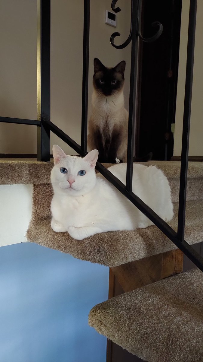 MartialGamer's tweet photo. The boys hanging out on the stairs https://t.co/dzvQPiVzE5