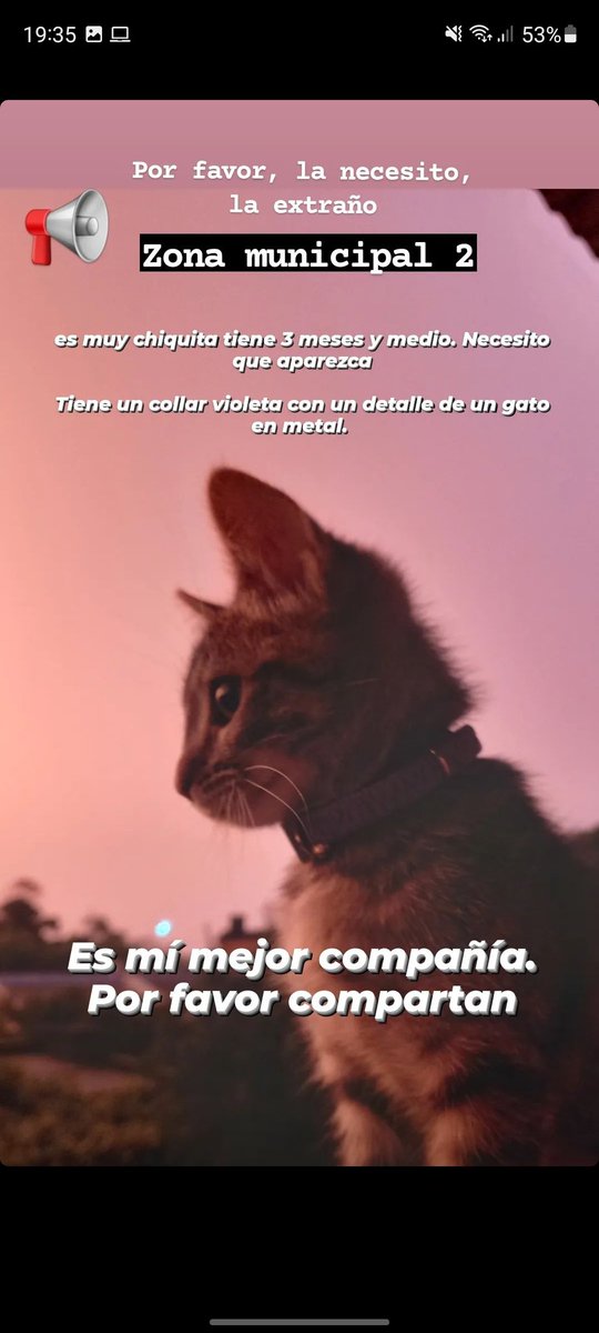 NicoSouki's tweet photo. @elmanudechasco @AndaluzDaiana Manu necesito que me ayudes. Se perdio Lina por la zona de Municipal 2,me ayudas a difundir? https://t.co/tmzCM2M4nr