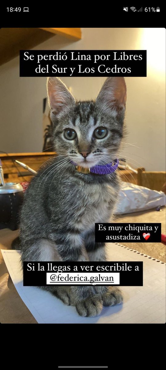 NicoSouki's tweet photo. @elmanudechasco @AndaluzDaiana Manu necesito que me ayudes. Se perdio Lina por la zona de Municipal 2,me ayudas a difundir? https://t.co/tmzCM2M4nr