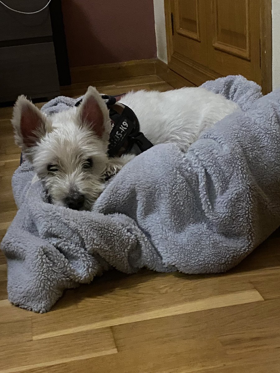 lauribooks's tweet photo. Baileys baby 😍🥰 https://t.co/GsCT4OAFuQ