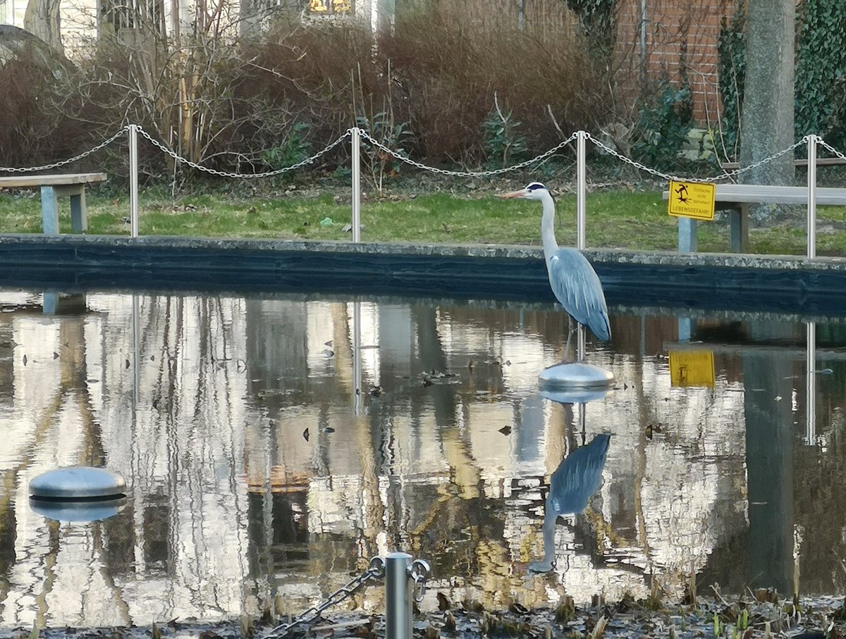 A grey heron comes every year to our pond <a href="/mpicbg/">MPI-CBG Dresden</a> to check out the fish. 🐟
