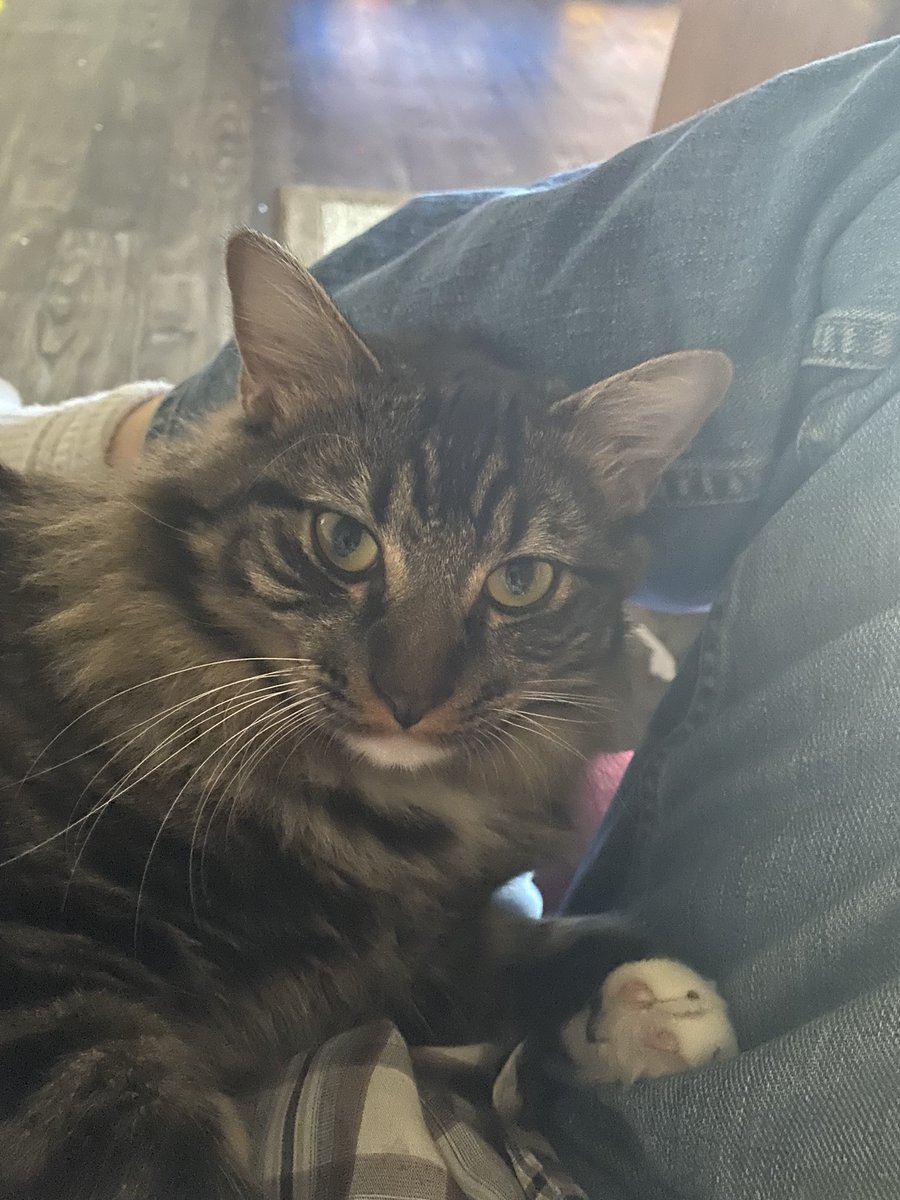 Bigdave1001's tweet photo. Those almond eyes… CatsOfTwitter https://t.co/wGfY3RQ9Hb