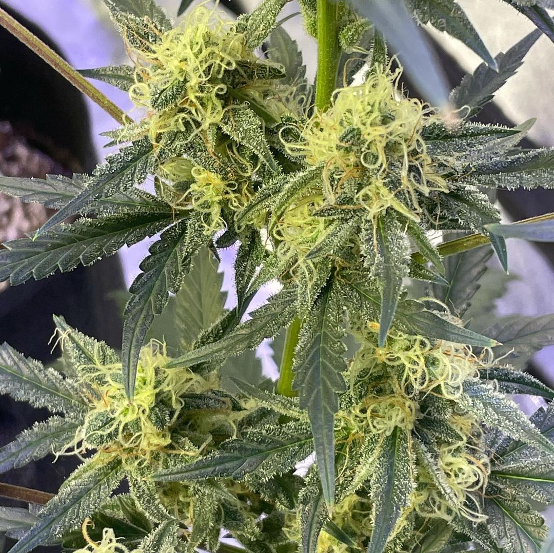 THC! THC! THC! ⬆️

The Runtz Auto strain is a hybrid, and its parent plants are Gelato 33 and Zkittlez. 👀 For beginners growers, this strain is easy to cultivate. When growing, it has a sweet scent, with bubblegum and citrus notes. You can thank @empiregrows for this one! 😎