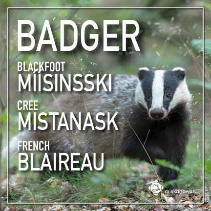 Knowledge Sharing Friday:

Animal: Badger
Míísinsski (Blackfoot) 
Mistanask (Cree) 
Blaireau (French) 

#Miskanawah #Indigenous #yyc #nonprofit #traditions #language #animals #calgary