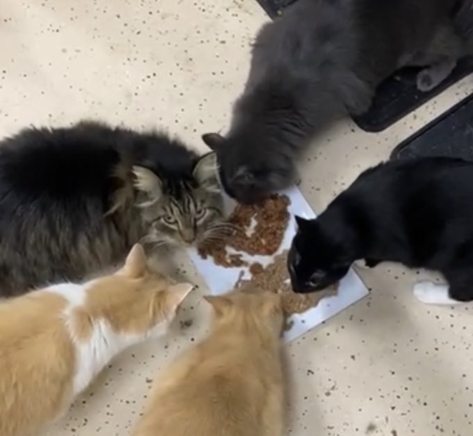 Feeding time. #cats