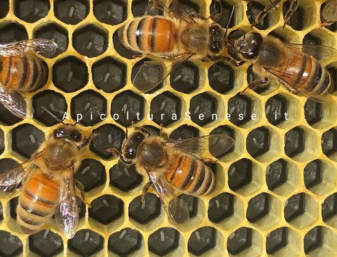 MikeInfinity7's tweet image. Stiamo assistendo a un ritorno di freddo, è apprezzabile visto che ritardando le fioriture potrebbero essere meno esposte a Gelate tardive 

Sito ApicolturaSense.it 🐝