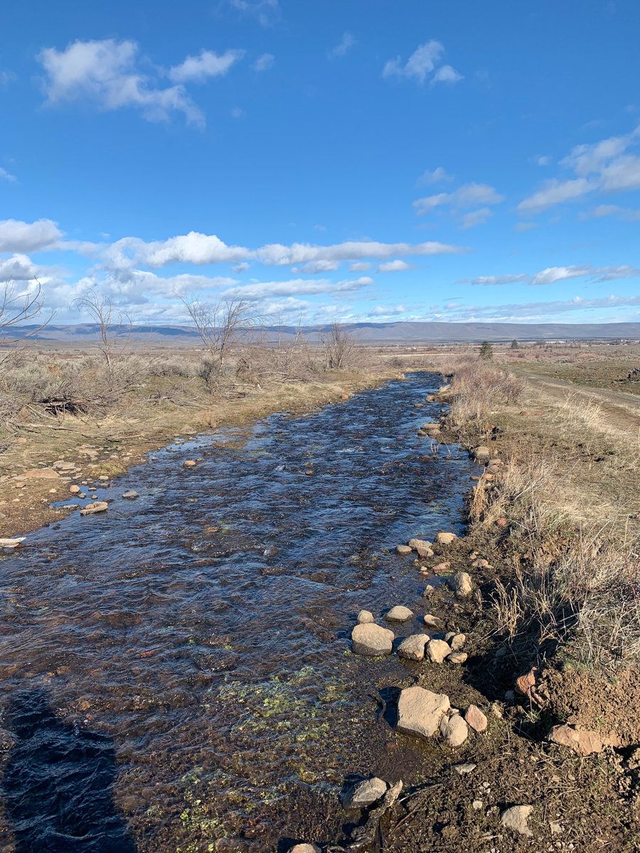 YakimaBasinPlan's tweet photo. Wintertime high flows provide a perfect opportunity to recharge our aquifers. The Yakama Nation Toppenish Fan Aquifer recharge project is currently adding 20 acre-feet per day to groundwater storage near the town of White Swan! #YBIP #yakimaplan https://t.co/o4DHvvdCQk