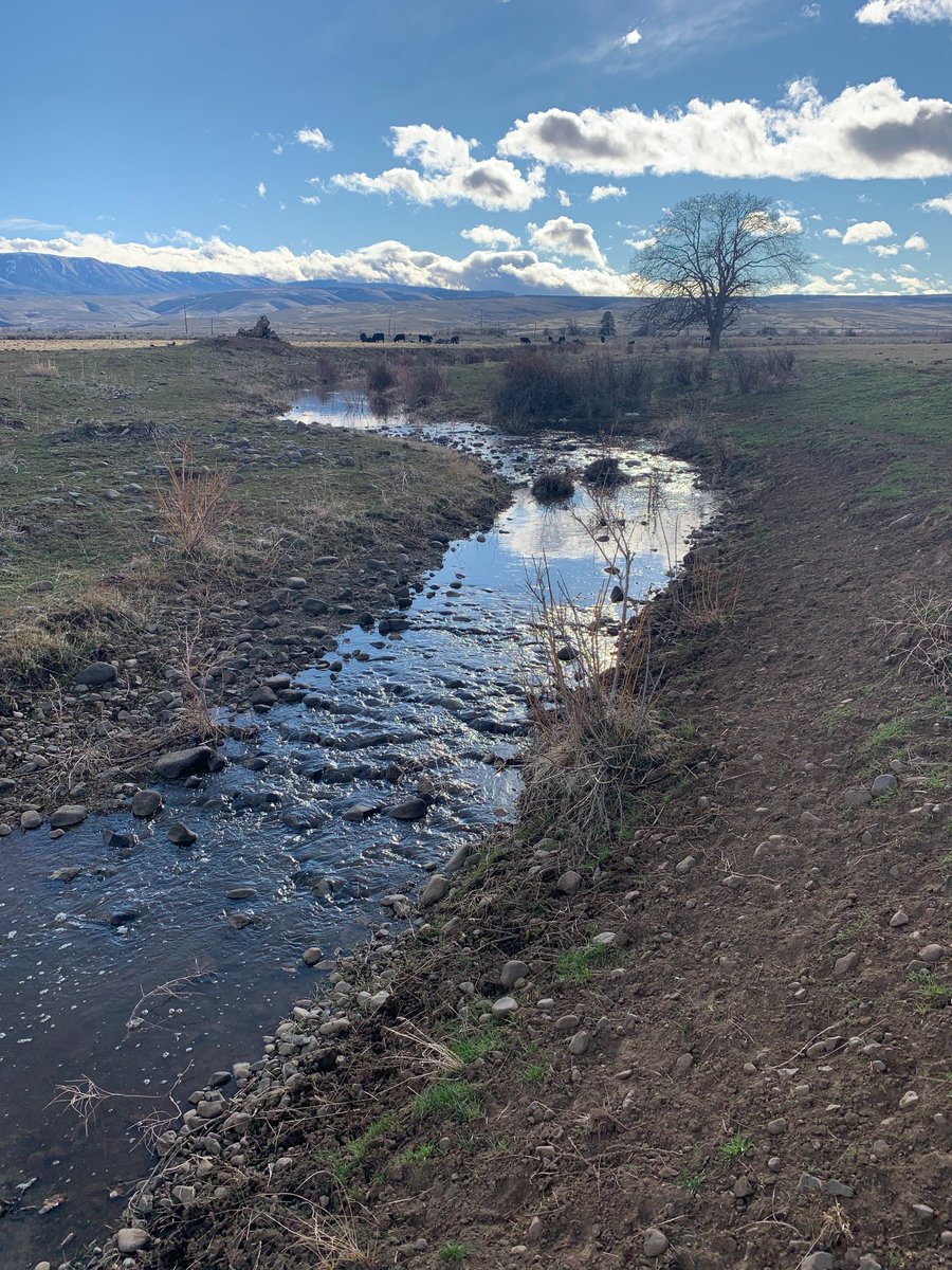 YakimaBasinPlan's tweet photo. Wintertime high flows provide a perfect opportunity to recharge our aquifers. The Yakama Nation Toppenish Fan Aquifer recharge project is currently adding 20 acre-feet per day to groundwater storage near the town of White Swan! #YBIP #yakimaplan https://t.co/o4DHvvdCQk