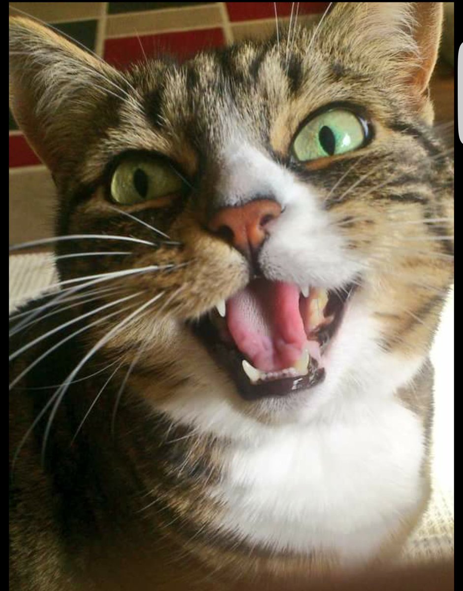 MsEmJam's tweet photo. 3 years ago I lost this one. How is it possible it's 3 years #RubyCat https://t.co/vl9sVbzc62