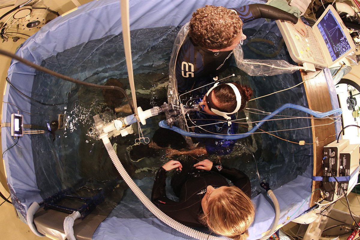 Duke Dive Medicine tweet media