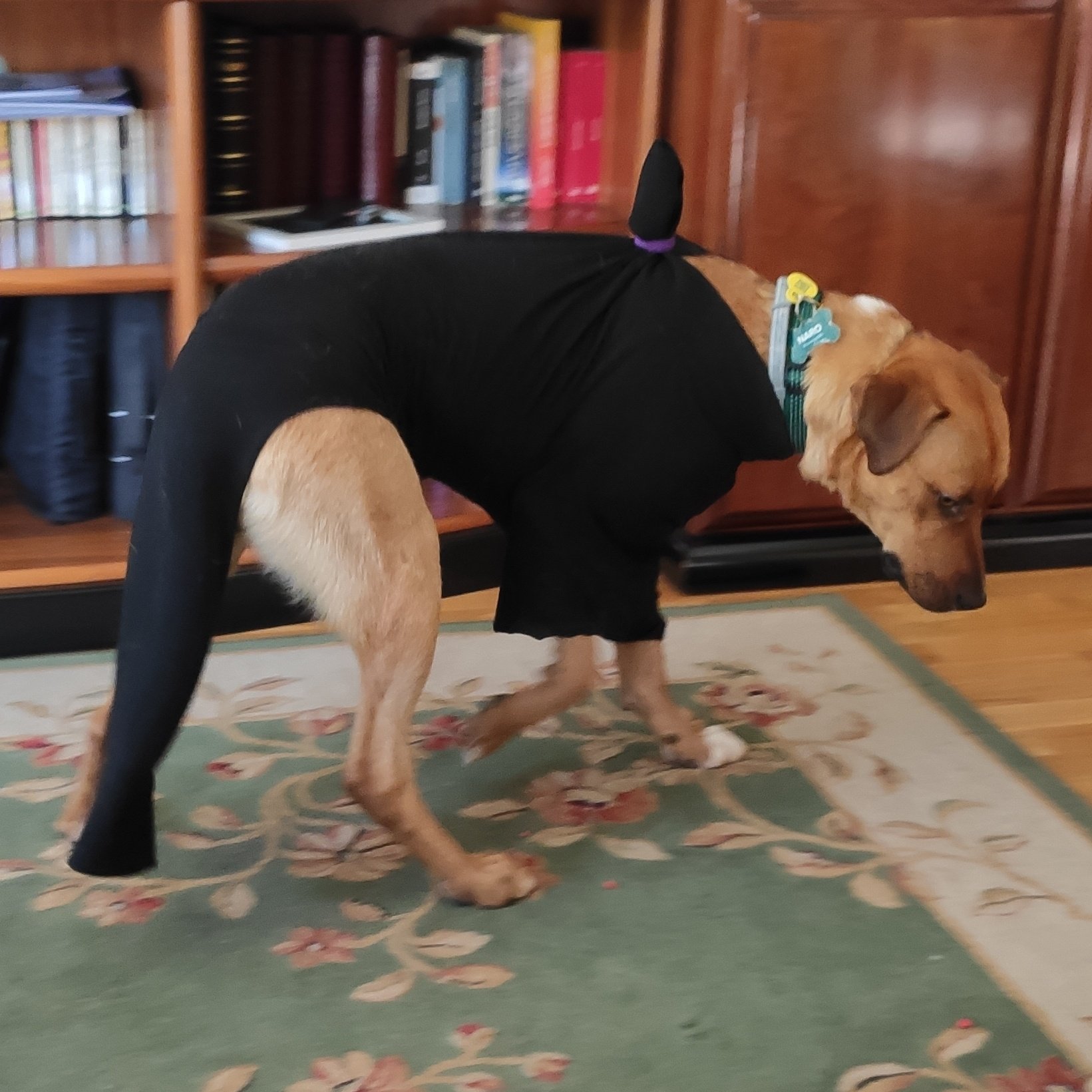 _kairy_draws_ on Twitter "The dog is spring shedding like crazy so I