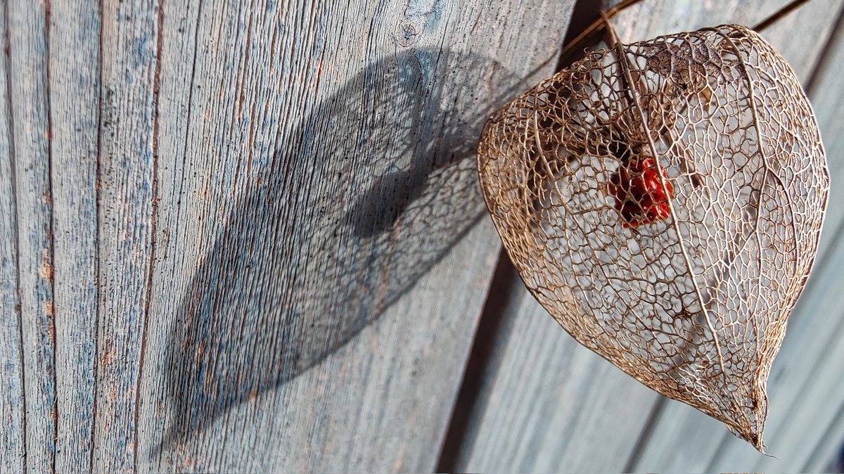 lupus_sch's tweet photo. @BraydenCreation Smartphone Photography
#ShotonOnePlus #OnePlus #9pro #OnePlus9pro #OnePlus_DE https://t.co/dBczBI890U