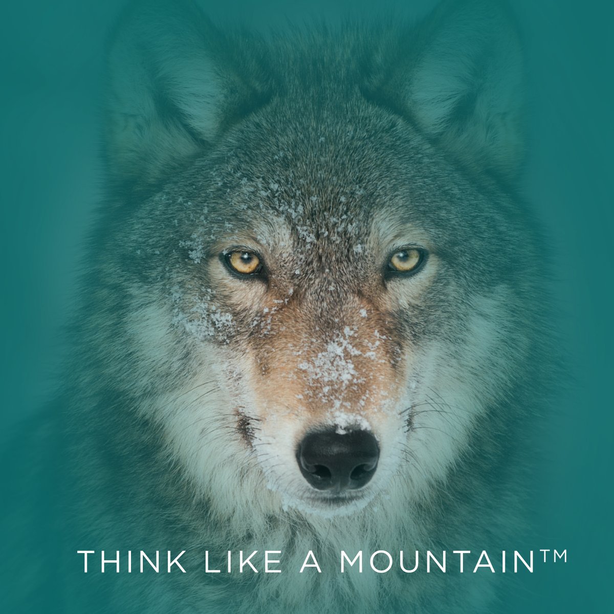 EcotoneInc's tweet photo. โA thing is right when it lends to preserve the integrity, the stability, and beauty of the biotic community. It is wrong when it tends otherwise.โ
- Aldo Leopold
#thinklikeamountain #enviroment #mitigationbanking #leopold #reforestation https://t.co/K1r5IVtqCY