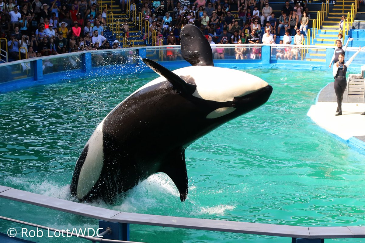 Lolita the orca is finally being retired from forced performances at the Miami Seaquarium. #EndCaptivity #LockdownNeverEnds

Full update here: uk.whales.org/2022/03/04/the…