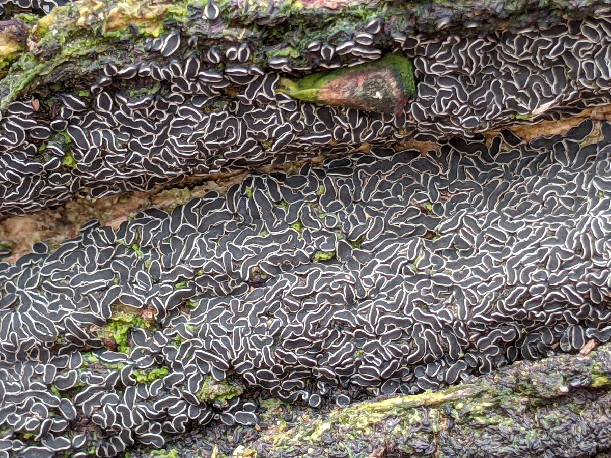 iNaturalist tweet media