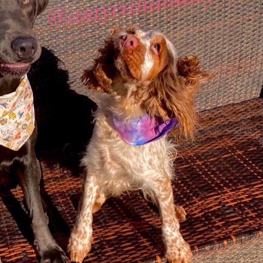 “Most people can’t find the good one…Because they just cannot let go of the wrong one!”  🤷🏼‍♀️🥺🦈🐶🙄
This photo!
It’s flash back Friday cause I just had to share this photo of daisy mid shake and Shelby like ‘what the hell happned to her 😳’ 🤣#amyeanddaisy #twitterdogcommunity