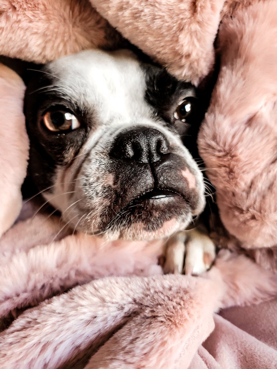 Bossy Pupper tweet media