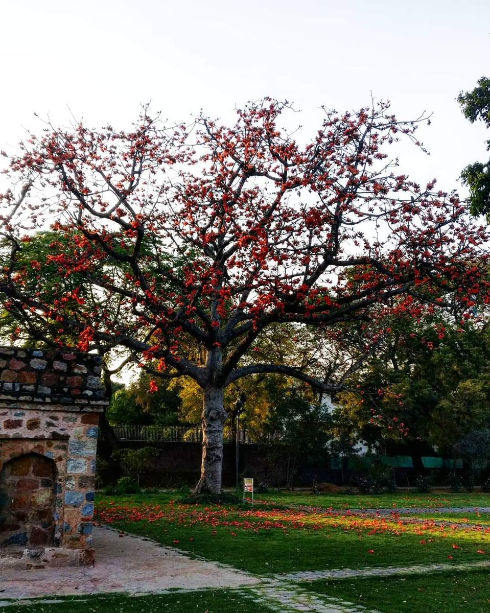 tikulli's tweet image. It's that time of year again when the Semul / Red Silk Cotton tree blooms. This sight at @sundernursery is breathtaking. One of my favourite Semul trees in Delhi. #Trees #SpringinDelhi #DelhiSpring #DelhiTrees #flowering #Semul #SunderNursery