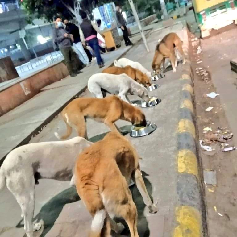 Vidit Sharma ๐ฎ๐ณ (@theviditsharma) on Twitter photo Our kitchen is open 24/7/365 , because like we feel hungry every day so do these voiceless souls! Please join us in our noble journey and donate whatever you can!
#Dogs
#LetsDoMore
#FeedTheNeedy
#Puppies
milaap.org/fundraisers/suโฆ
<a href="/TandonRaveena/">Raveena Tandon</a> <a href="/imVkohli/">Virat Kohli</a> <a href="/vkfofficial/">Dan</a> <a href="/ImRo45/">Rohit Sharma</a> Our kitchen is open 24/7/365 , because like we feel hungry every day so do these voiceless souls! Please join us in our noble journey and donate whatever you can!
#Dogs
#LetsDoMore
#FeedTheNeedy
#Puppies
milaap.org/fundraisers/suโฆ
<a href="/TandonRaveena/">Raveena Tandon</a> <a href="/imVkohli/">Virat Kohli</a> <a href="/vkfofficial/">Dan</a> <a href="/ImRo45/">Rohit Sharma</a>