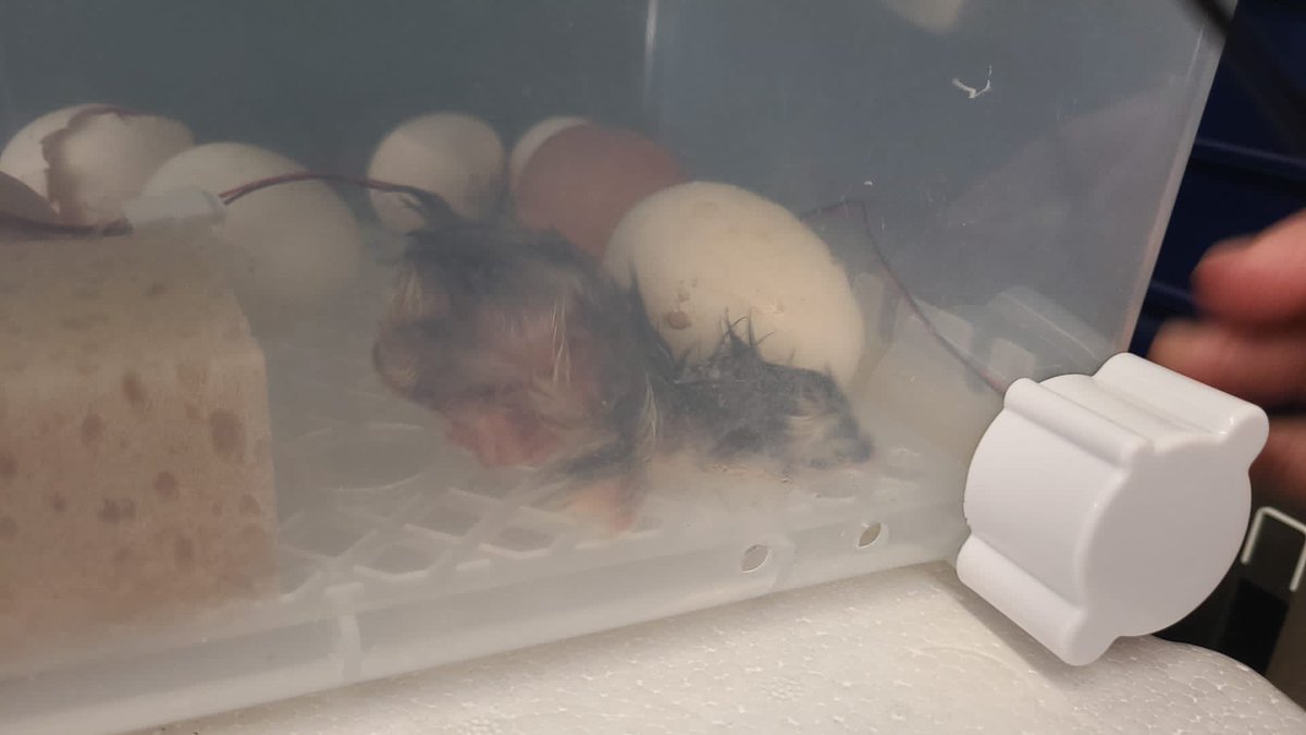 arenaldellevant's tweet photo. Com us han explicat els nens i nenes de l’Arenal, a les 13:15h hem donat la benvinguda al primer pollet! 🐣 #pollets #incubadora #novavida https://t.co/EF3dN2D3mM