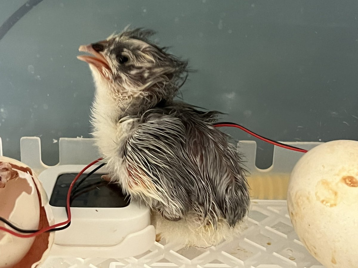 arenaldellevant's tweet photo. Com us han explicat els nens i nenes de l’Arenal, a les 13:15h hem donat la benvinguda al primer pollet! 🐣 #pollets #incubadora #novavida https://t.co/EF3dN2D3mM