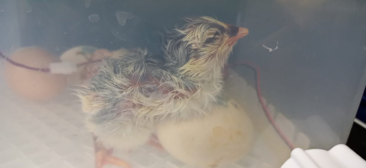 arenaldellevant's tweet photo. Com us han explicat els nens i nenes de l’Arenal, a les 13:15h hem donat la benvinguda al primer pollet! 🐣 #pollets #incubadora #novavida https://t.co/EF3dN2D3mM