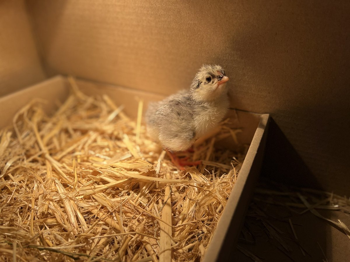 arenaldellevant's tweet photo. Com us han explicat els nens i nenes de l’Arenal, a les 13:15h hem donat la benvinguda al primer pollet! 🐣 #pollets #incubadora #novavida https://t.co/EF3dN2D3mM