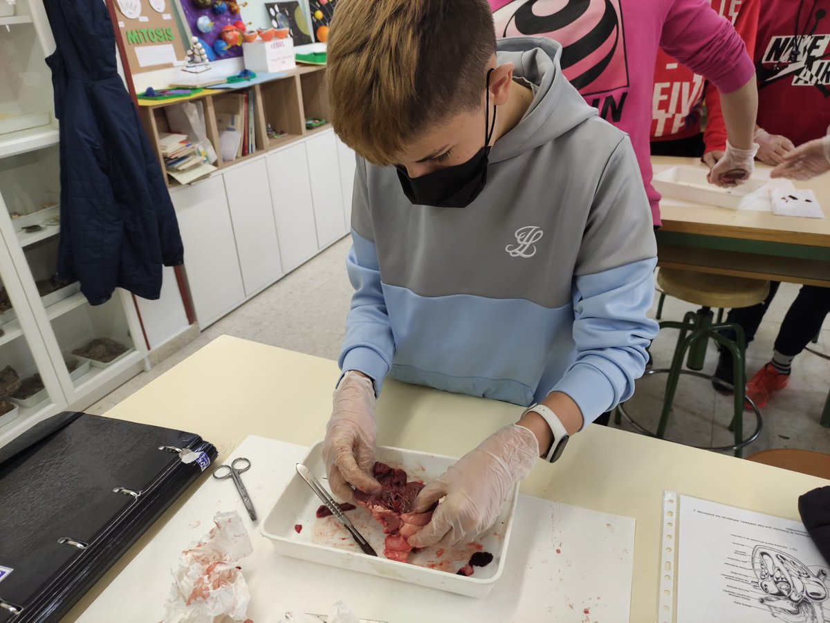 IesMMolina's tweet photo. #Anatomiadelcorazón L@s alumn@s de #3ESOB han comprobado la estructura de un corazón de cordero.#STEM https://t.co/uMmoyrc2vu