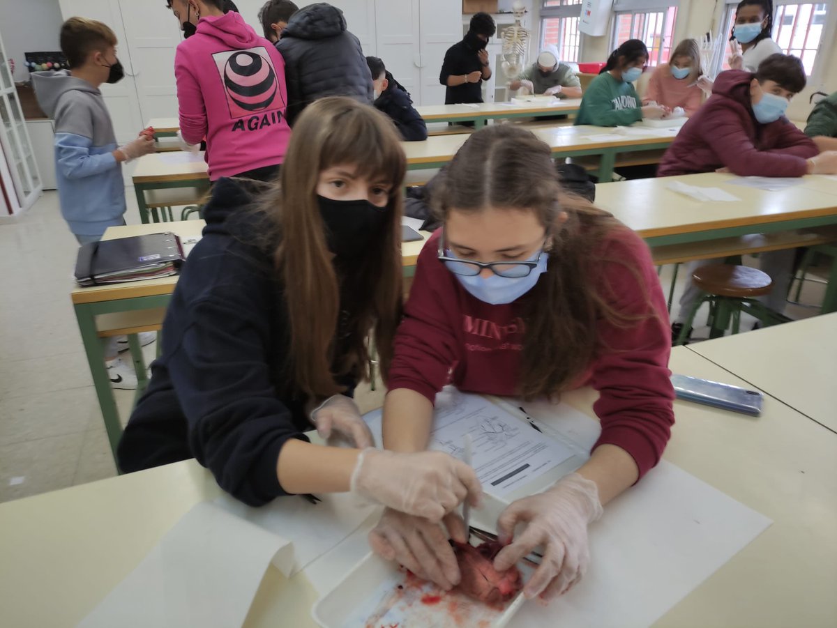 IesMMolina's tweet photo. #Anatomiadelcorazón L@s alumn@s de #3ESOB han comprobado la estructura de un corazón de cordero.#STEM https://t.co/uMmoyrc2vu