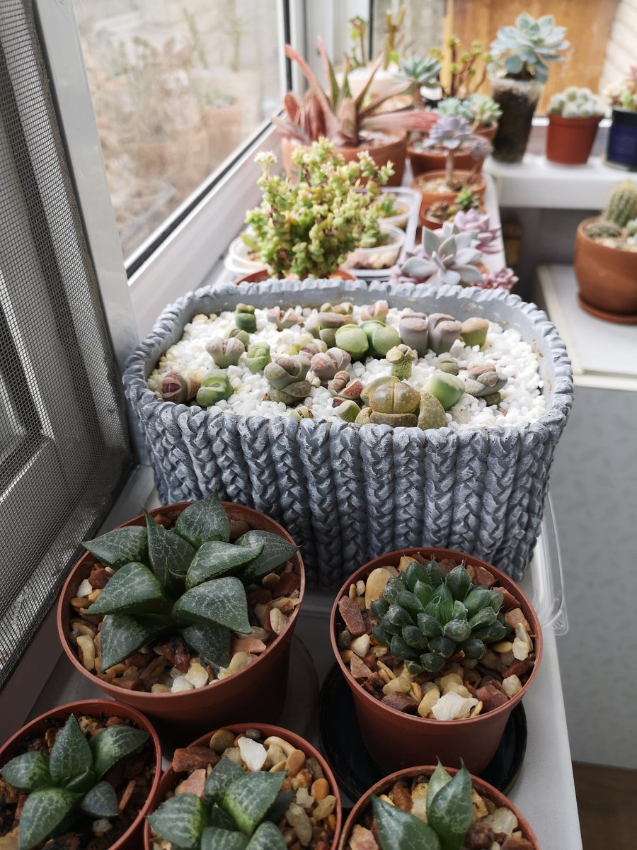 SeNDzuKY's tweet photo. #succulents #litops #sedum #echeveria #haworthia #суккуленты #литопсы https://t.co/98g0jG4Nz8
