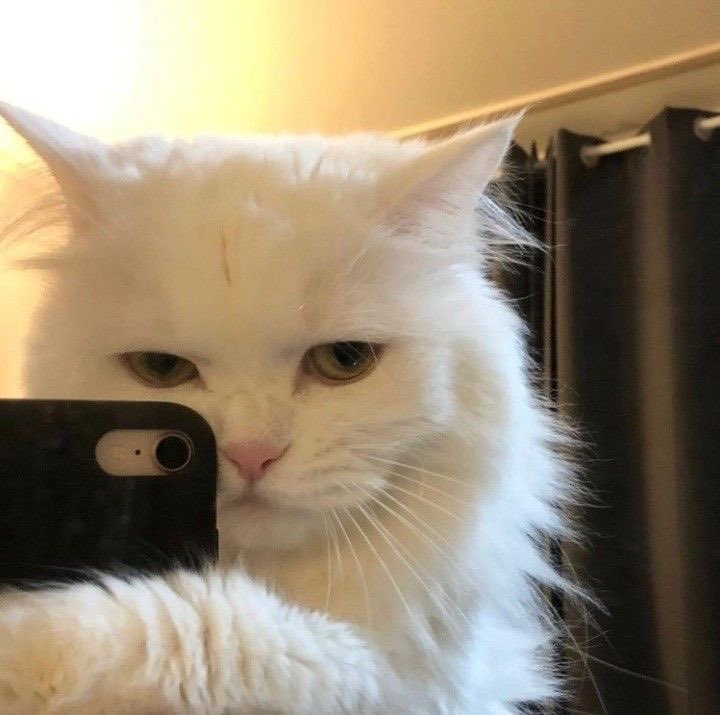 Kittenhwang tweet media
