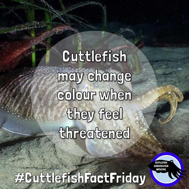 cuttle_cons's tweet photo. It's #CuttlefishFactFriday! #Cuttlefish are masters of #camouflage, and may change colour if they feel threatened by a possible predator.
📸@.paulnaylormarinephoto
#Cephalopod #Nature https://t.co/P2H9XYrCIe